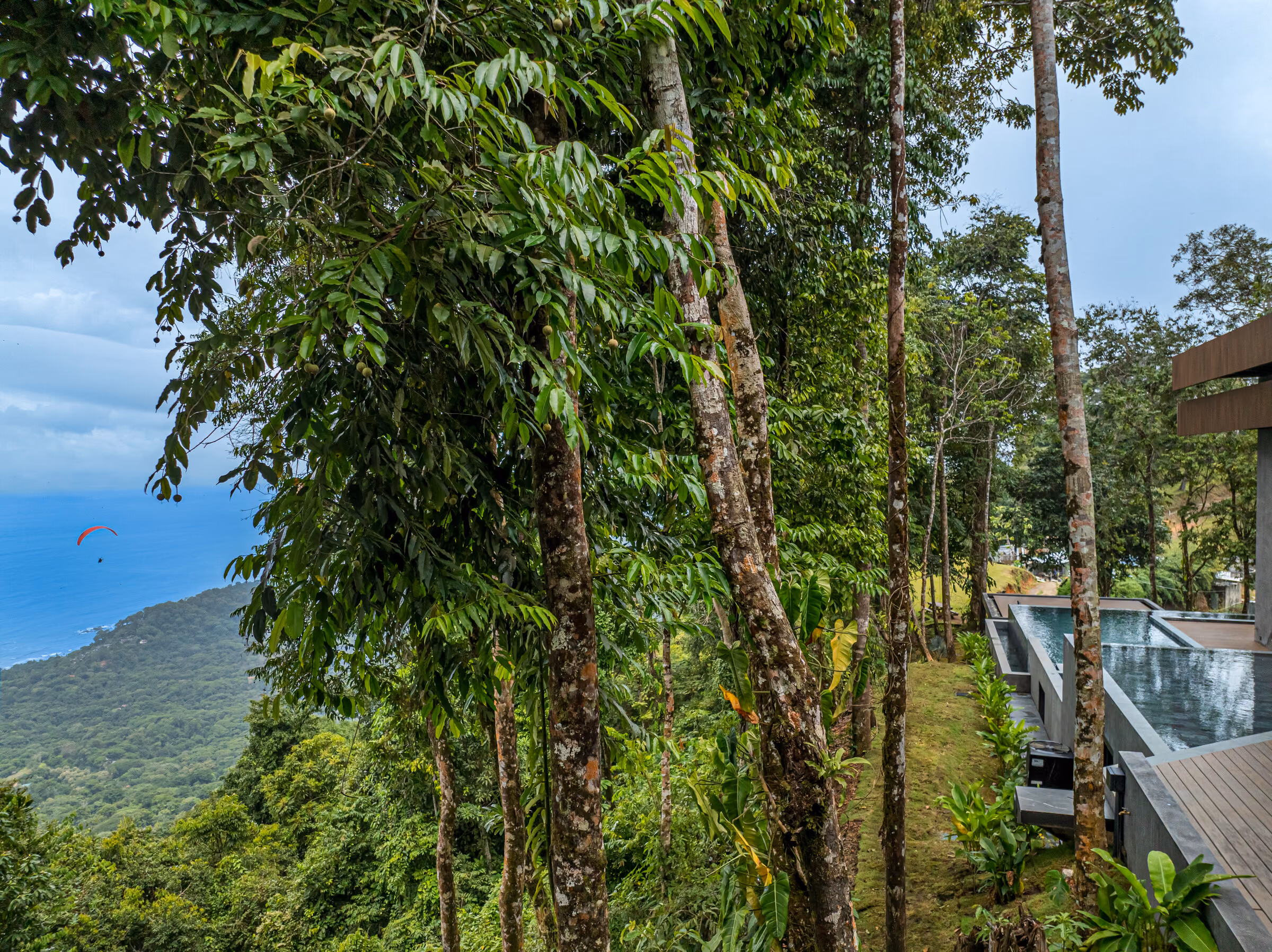 Rainforest canopy above the site: tall smooth trunks rising into dense foliage.