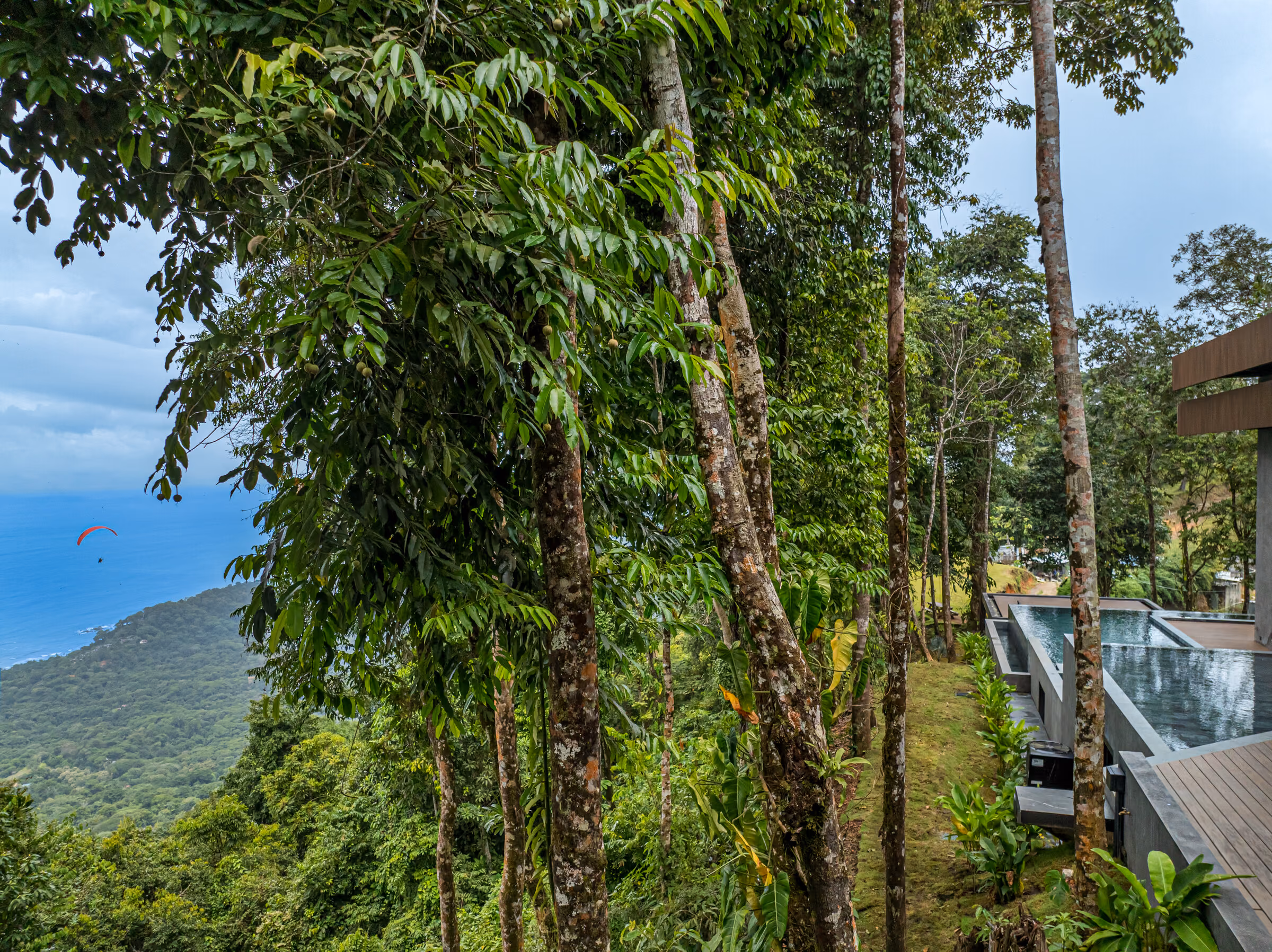 Rainforest canopy above the site: tall smooth-trunked trees rising into dense green foliage.